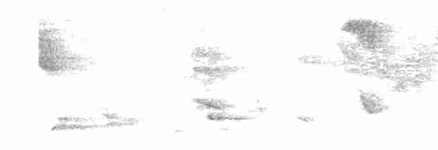 White-winged Brushfinch - ML616299619