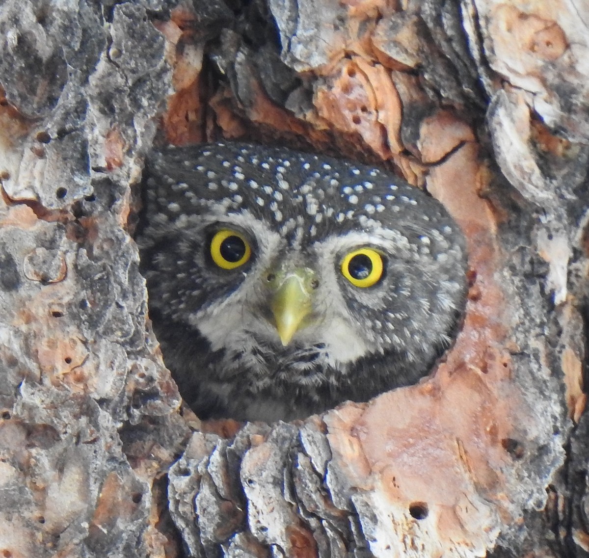 Northern Pygmy-Owl - ML616299638