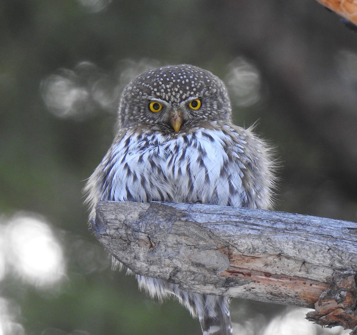 Northern Pygmy-Owl - ML616299639