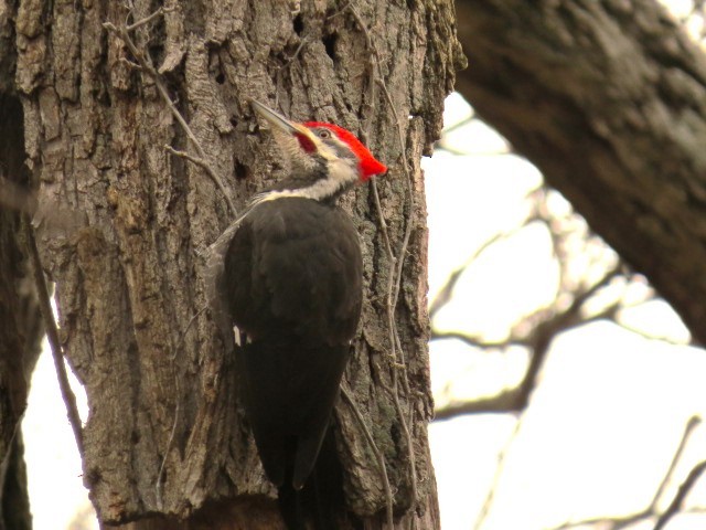 Pileated Woodpecker - ML616299707