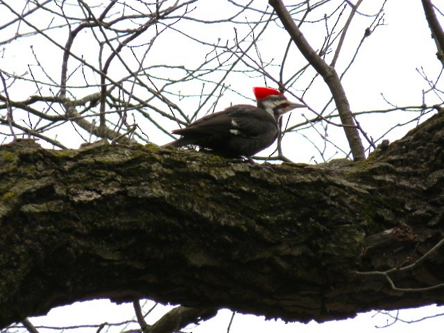 Pileated Woodpecker - ML616299717