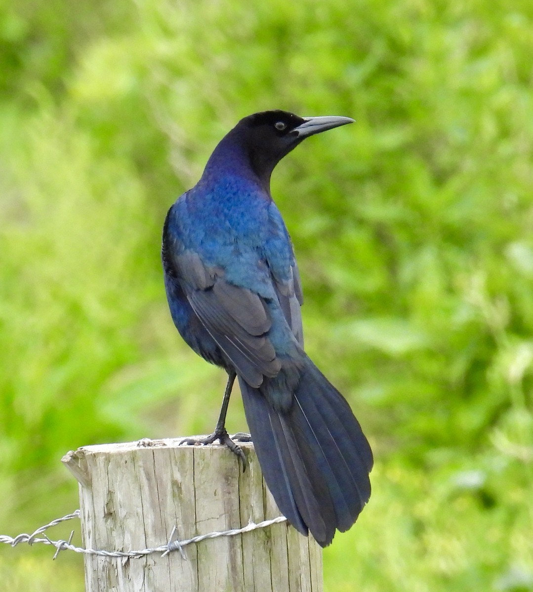 Boat-tailed Grackle - ML616299720