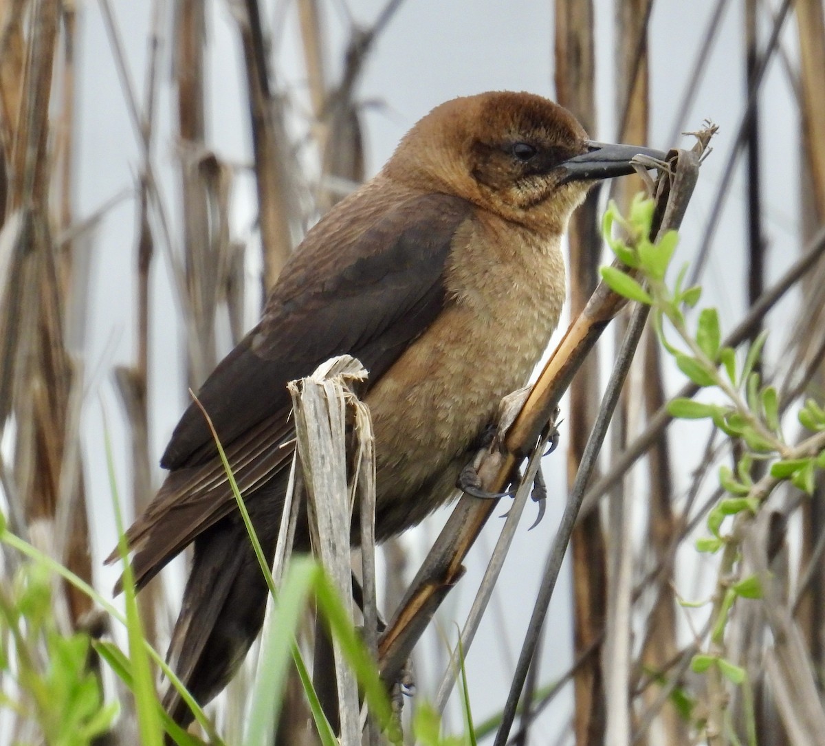 Boat-tailed Grackle - ML616299722