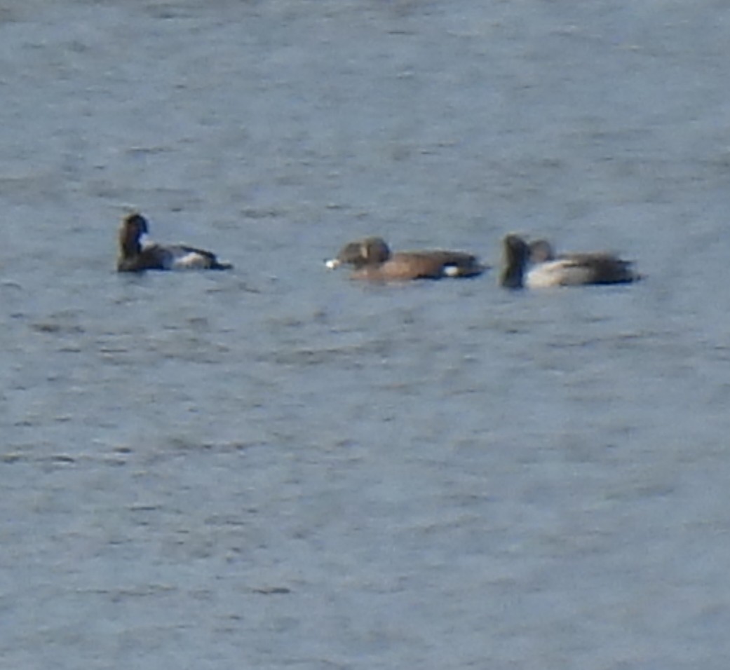 Greater/Lesser Scaup - ML616299750