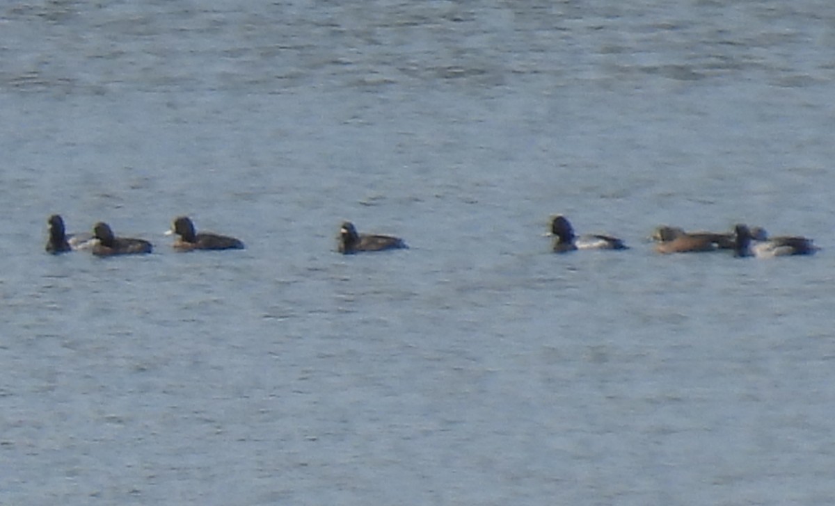 Greater/Lesser Scaup - ML616299751