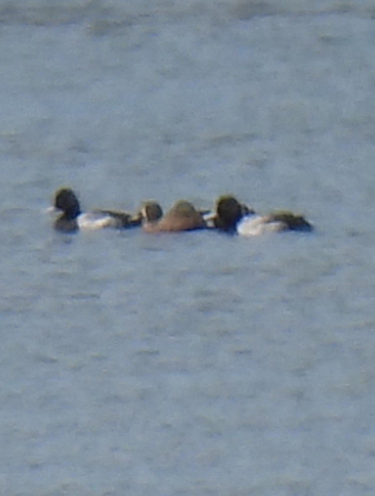 Greater/Lesser Scaup - ML616299773