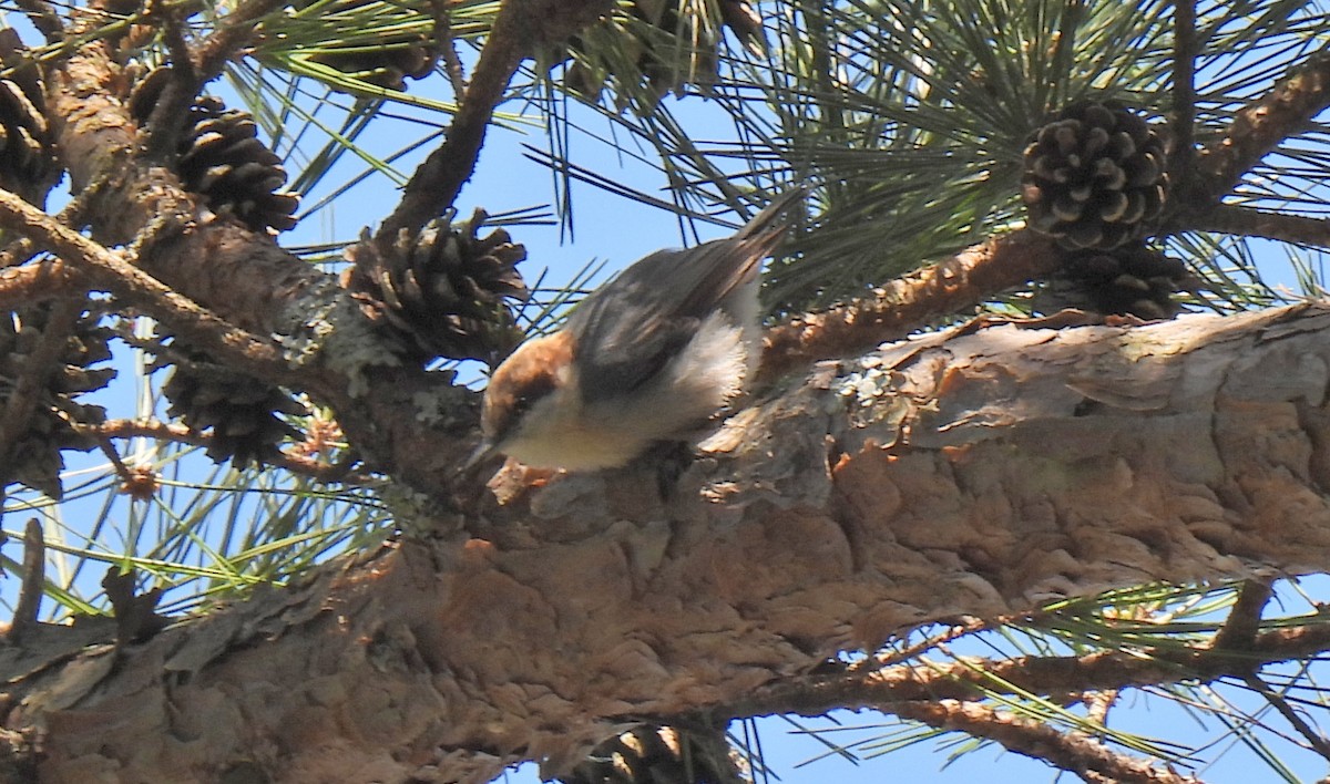 Brown-headed Nuthatch - ML616299852