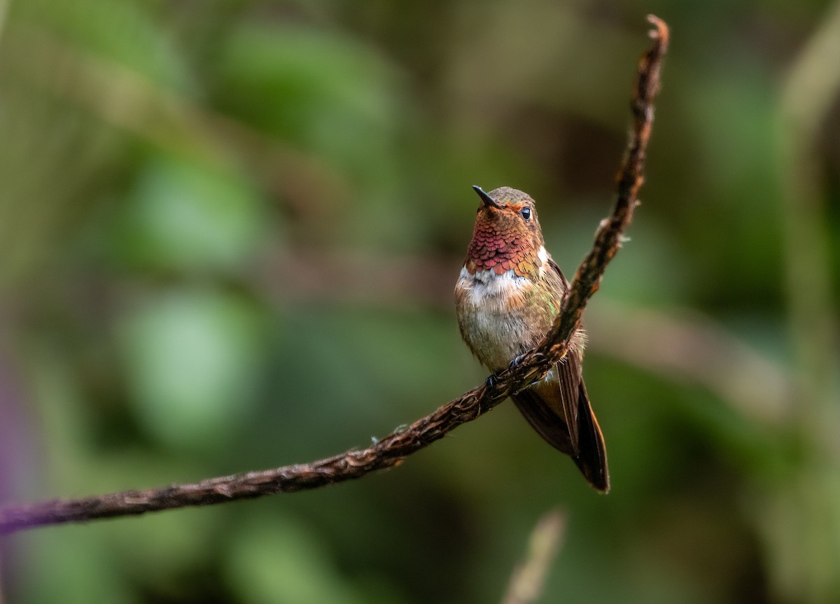 Scintillant Hummingbird - ML616299853