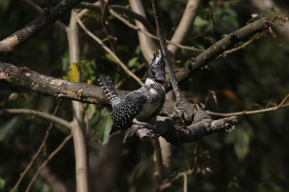 Crested Kingfisher - ML616299933