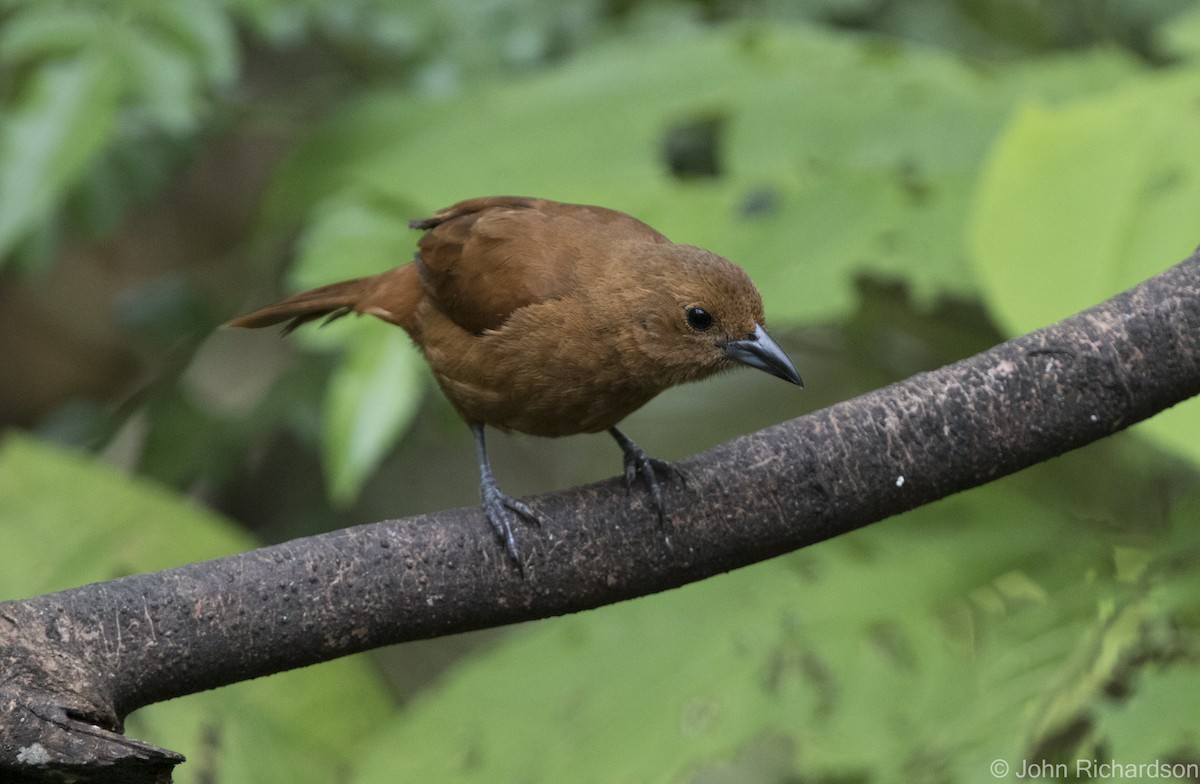 White-lined Tanager - ML616299988