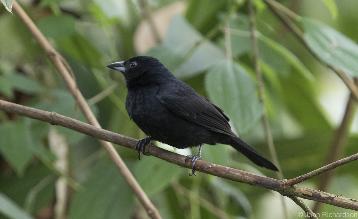 White-lined Tanager - ML616299989