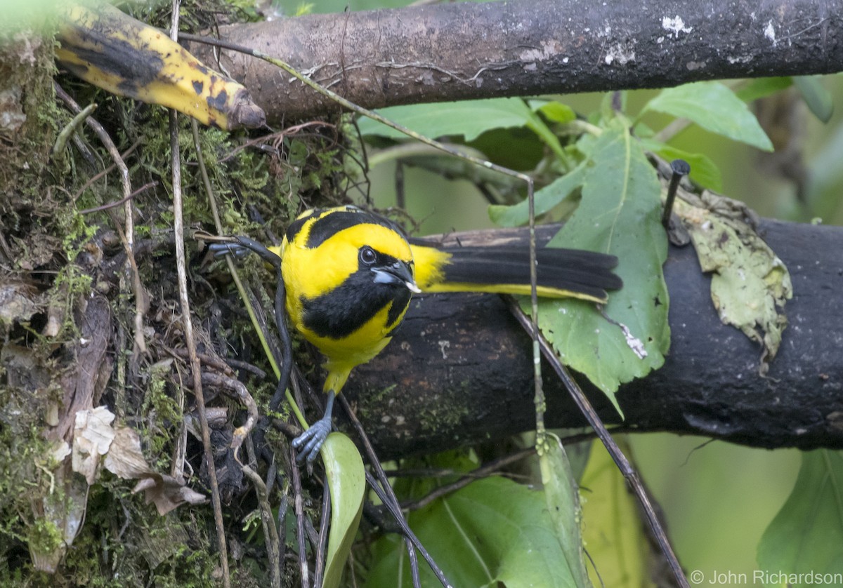 Yellow-tailed Oriole - John Richardson