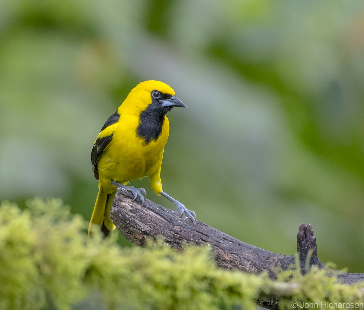 Yellow-tailed Oriole - ML616300071