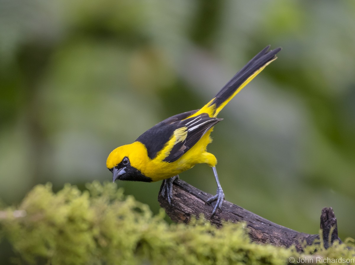 Yellow-tailed Oriole - ML616300072