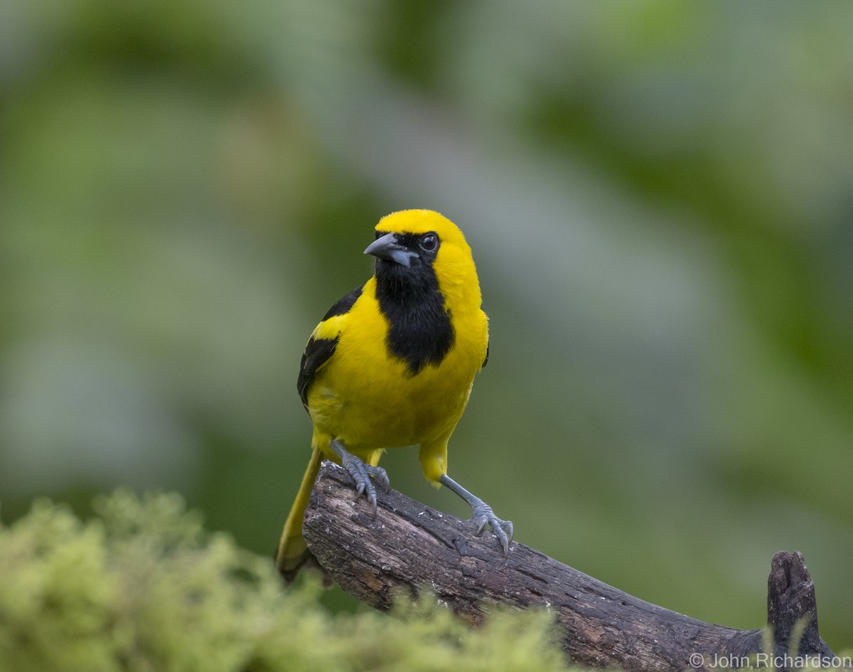 Yellow-tailed Oriole - ML616300073