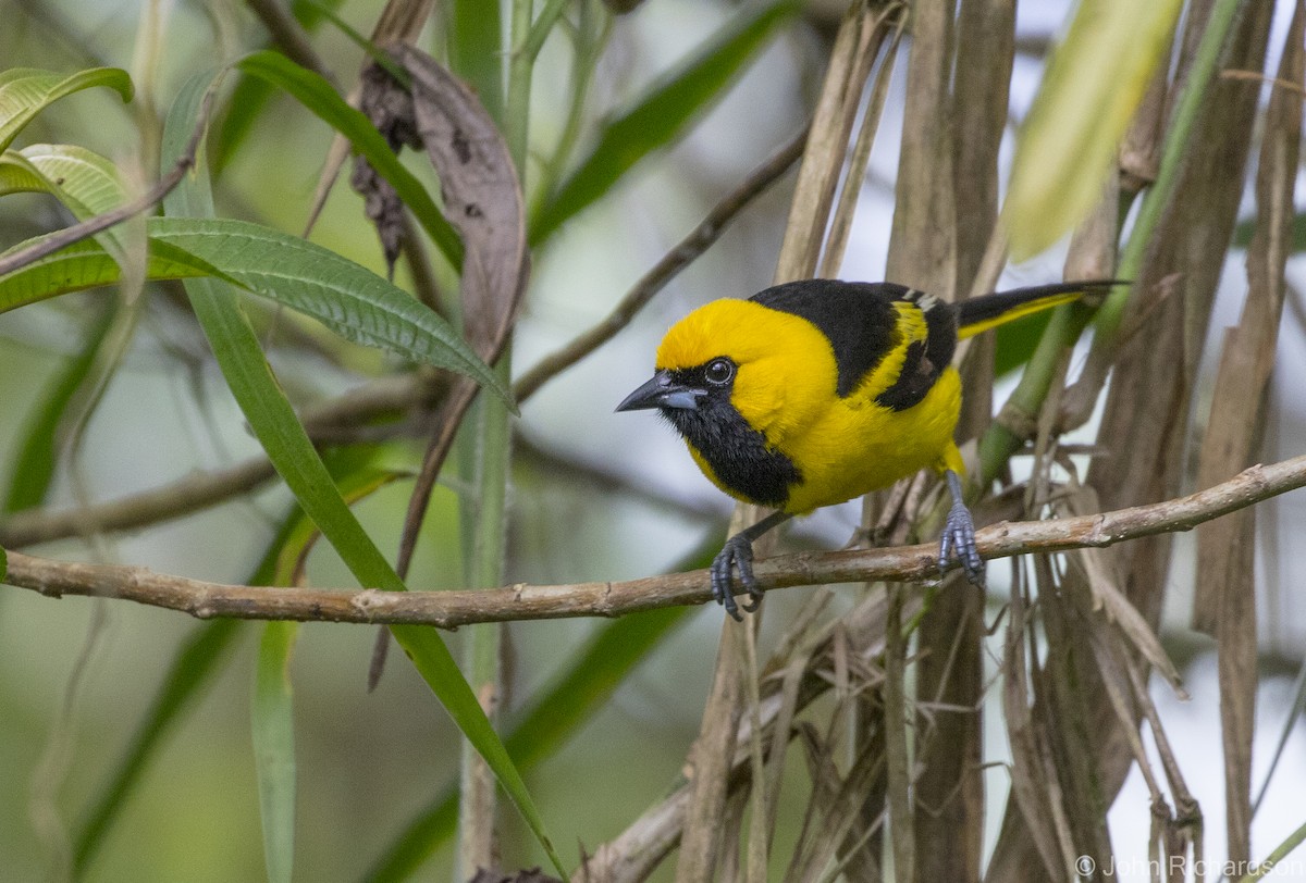 Yellow-tailed Oriole - ML616300074