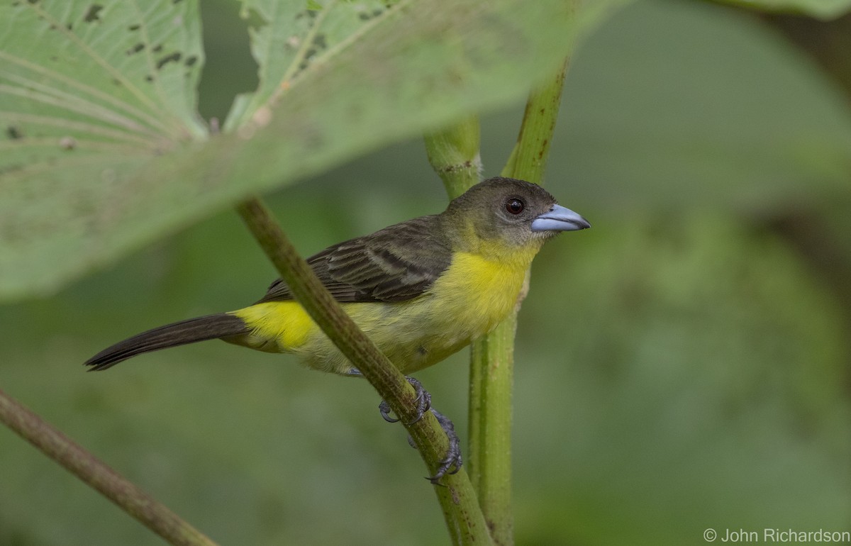 Flame-rumped Tanager - ML616300094