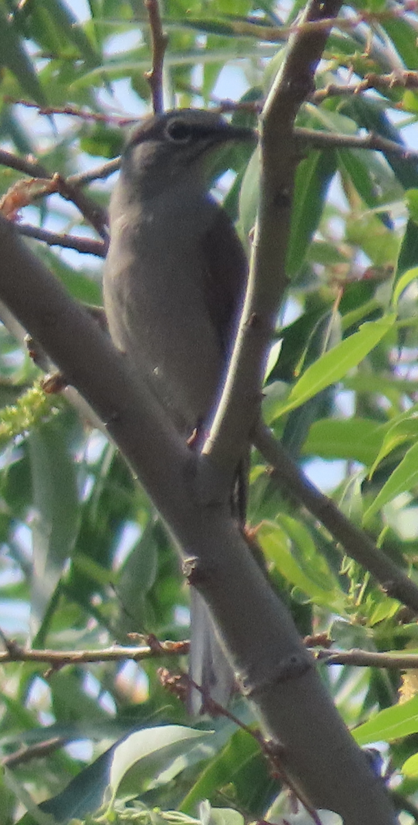 Brown-backed Solitaire - ML616300106