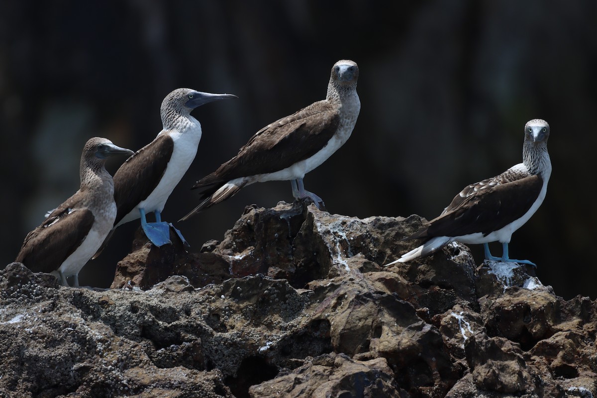 Blue-footed Booby - ML616300118