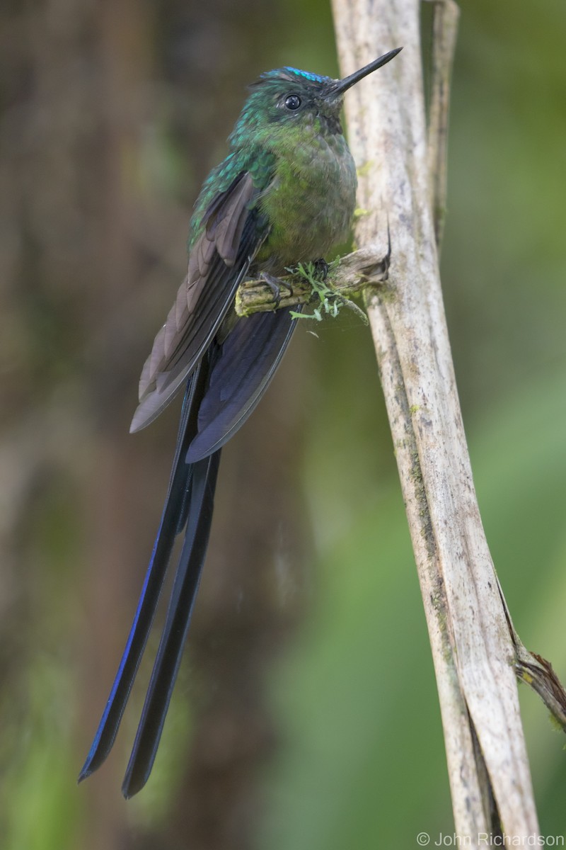 Violet-tailed Sylph - ML616300154