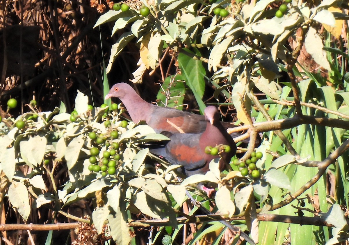 Red-billed Pigeon - ML616300212