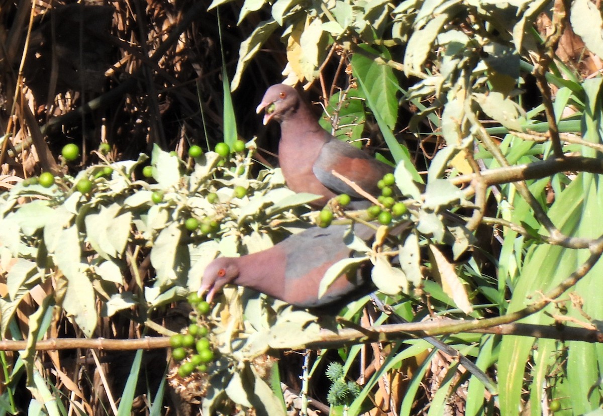 Red-billed Pigeon - ML616300213