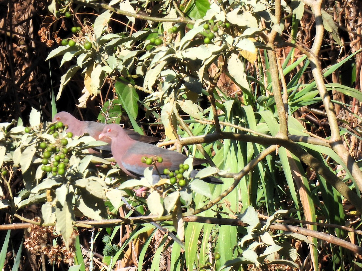 holub středoamerický - ML616300216