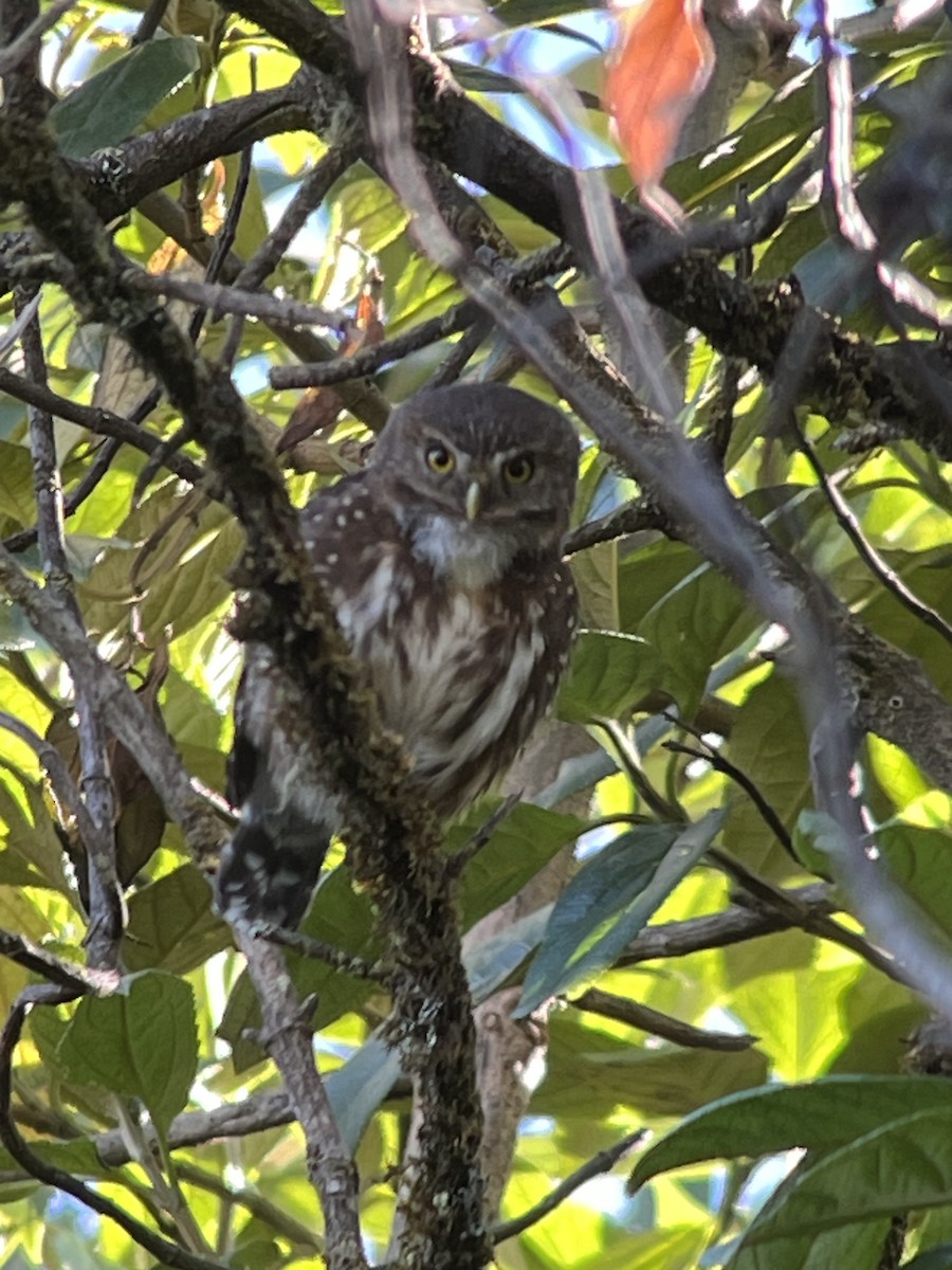 Andean Pygmy-Owl - ML616300225
