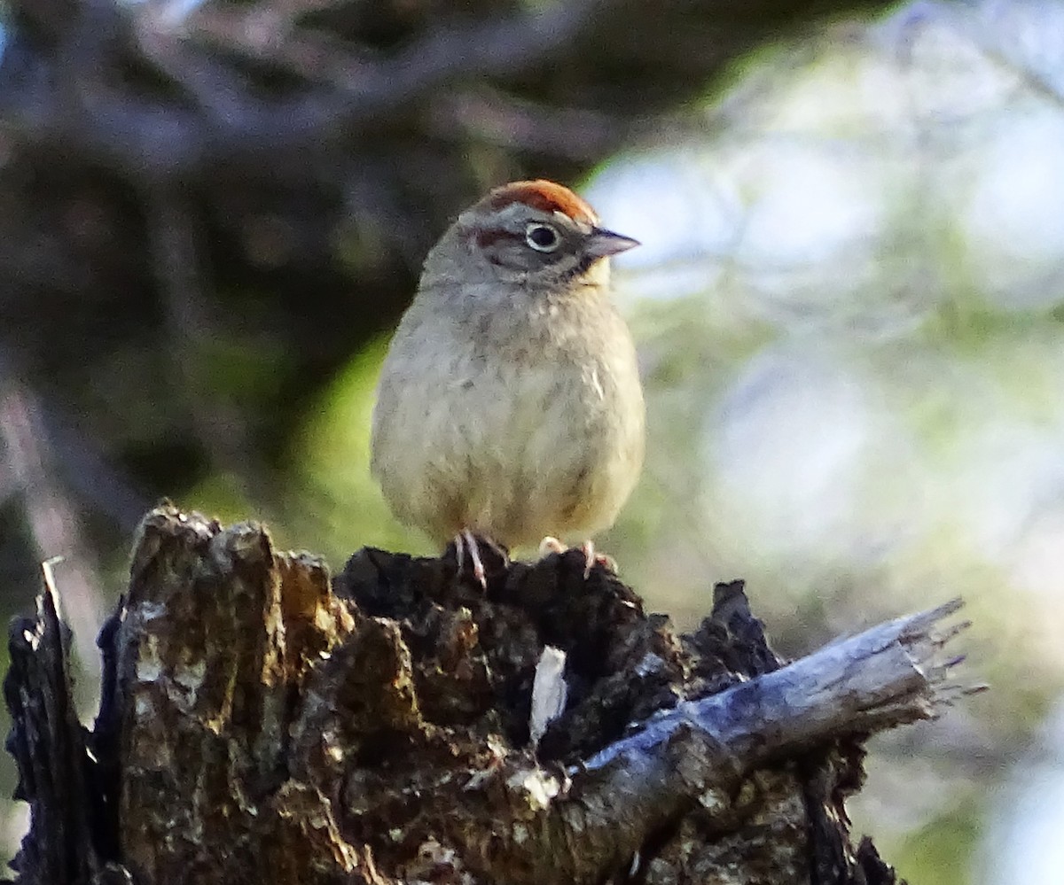 Rufous-crowned Sparrow - Diane Rose