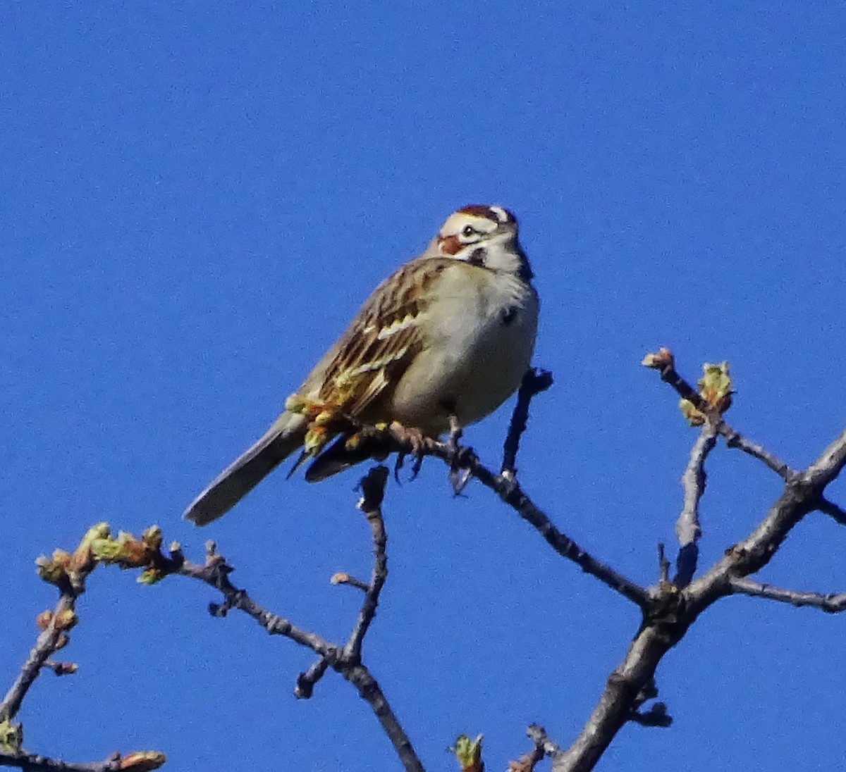 Lark Sparrow - ML616300245