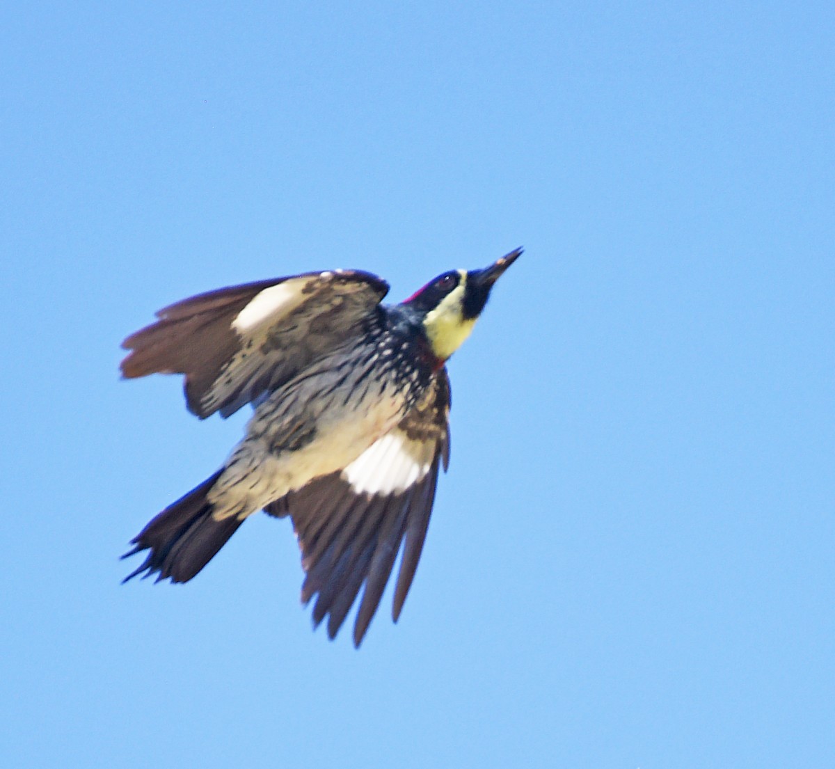 Acorn Woodpecker - ML616300318