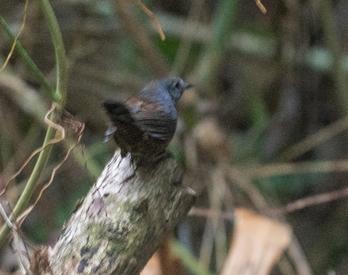 Long-tailed Tapaculo - ML616300393