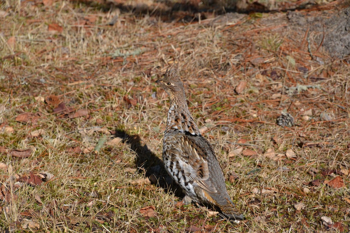Ruffed Grouse - Ted Armstrong