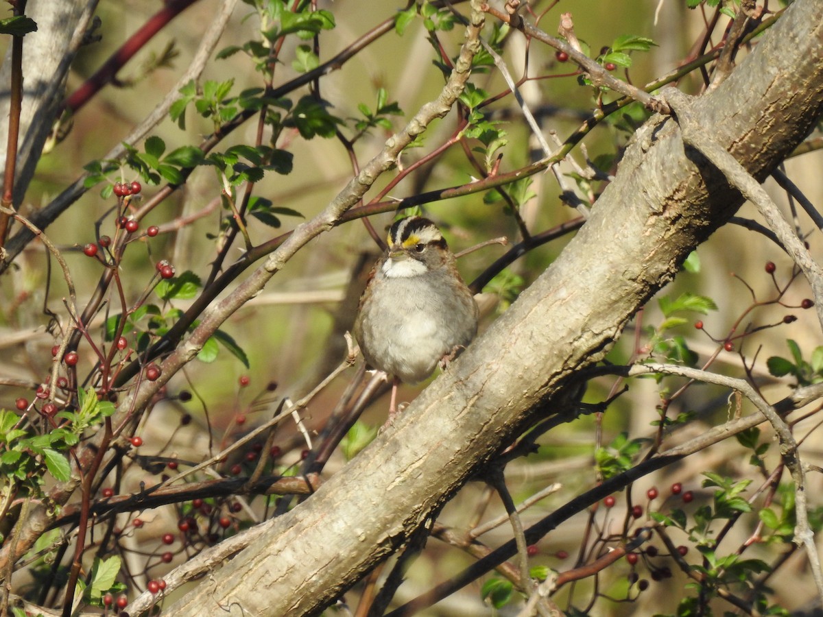 White-throated Sparrow - ML616300660