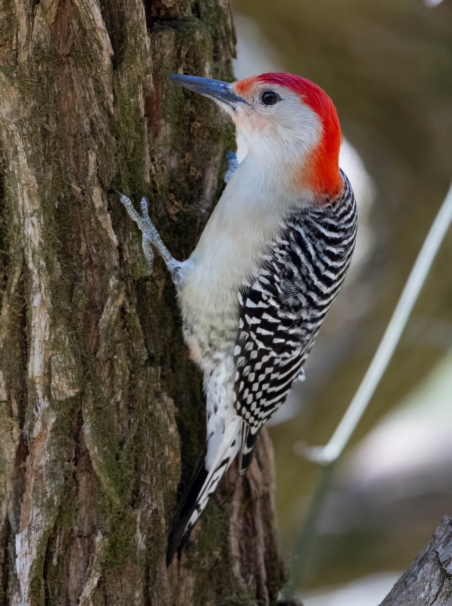 Red-bellied Woodpecker - ML616300662