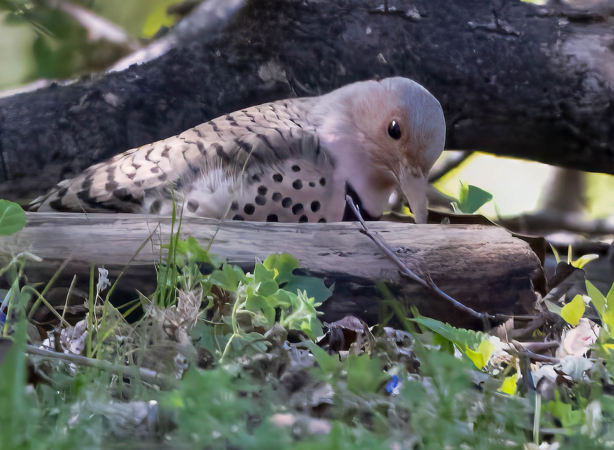 Northern Flicker (Yellow-shafted) - ML616300748