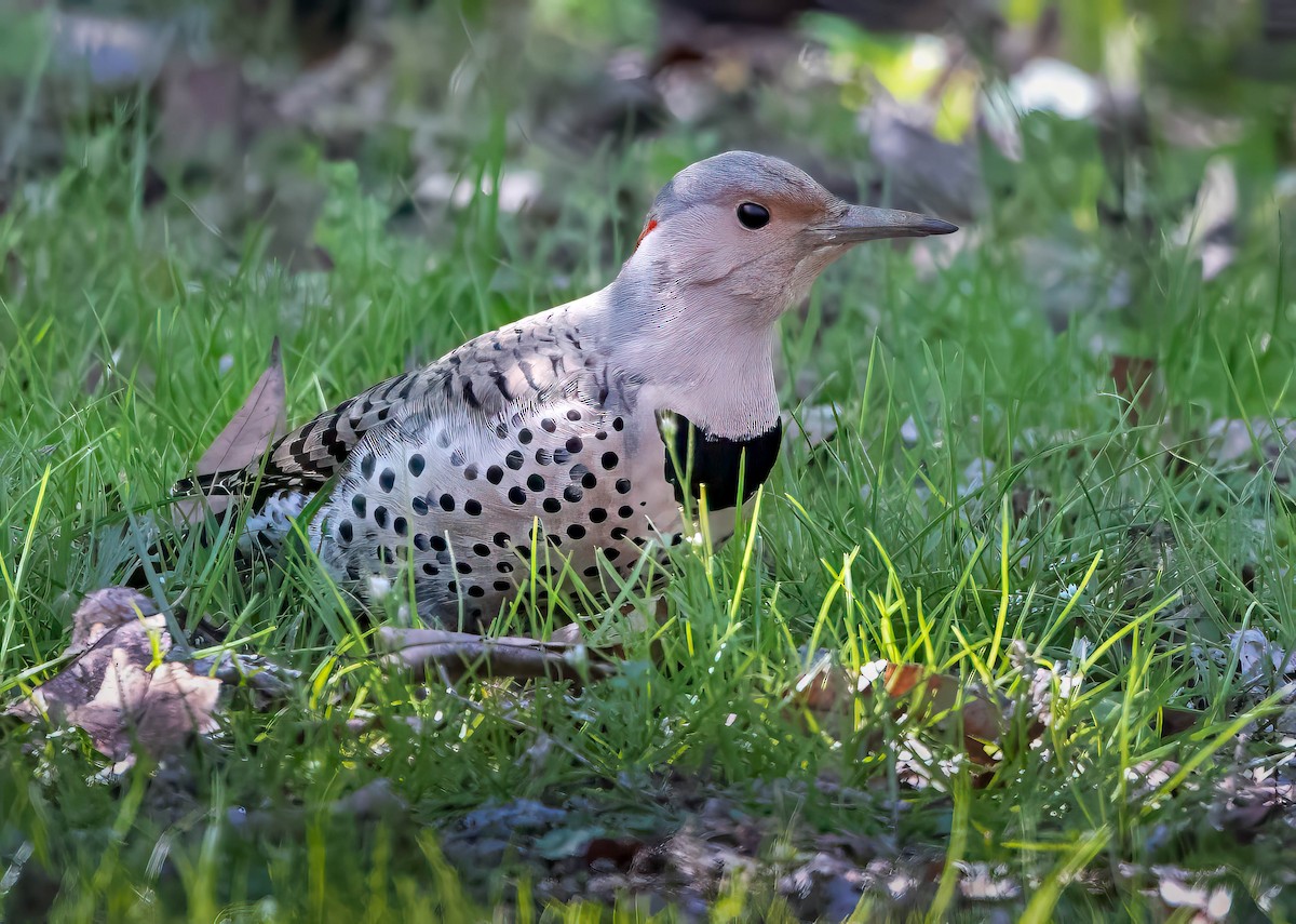 Northern Flicker (Yellow-shafted) - Howard Cox