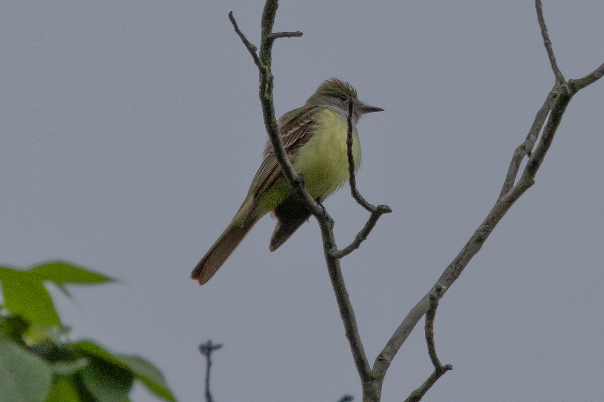 Great Crested Flycatcher - ML616300926