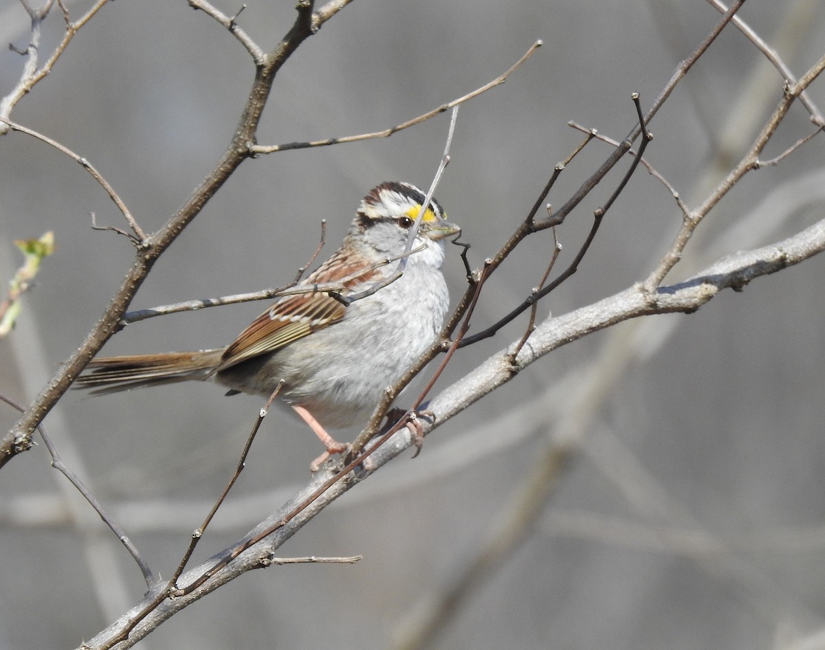 White-throated Sparrow - ML616300938