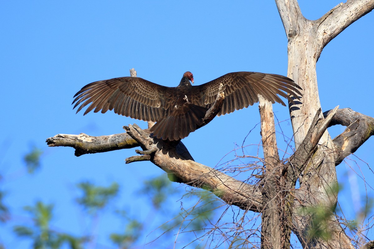 Turkey Vulture - Sneed Collard