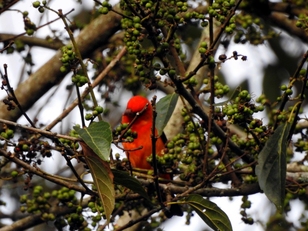 Scarlet Tanager - ML616300973