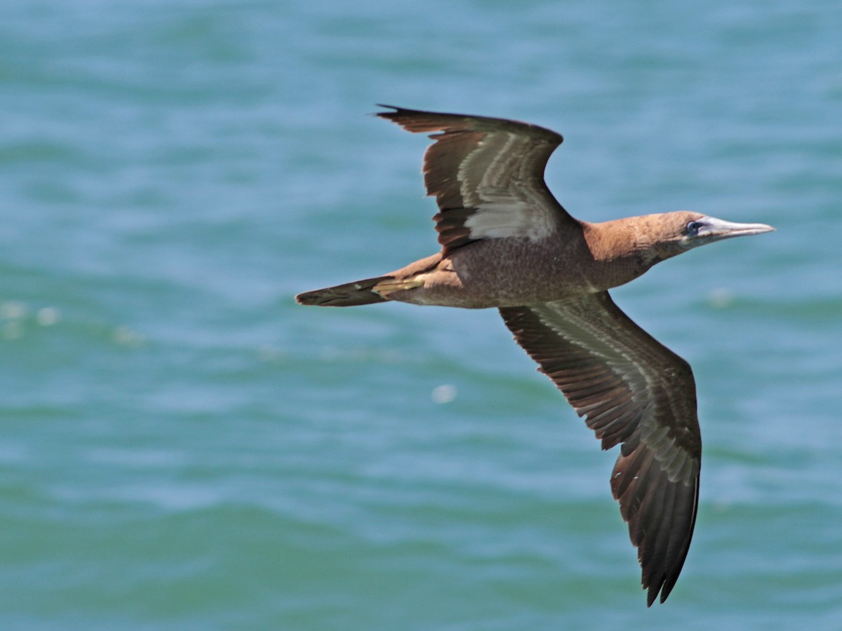 Brown Booby - ML616301019