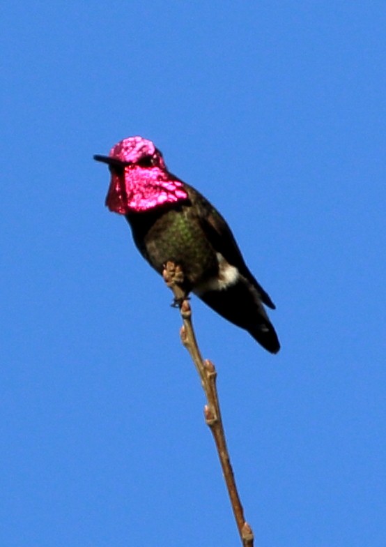 Anna's Hummingbird - Sneed Collard