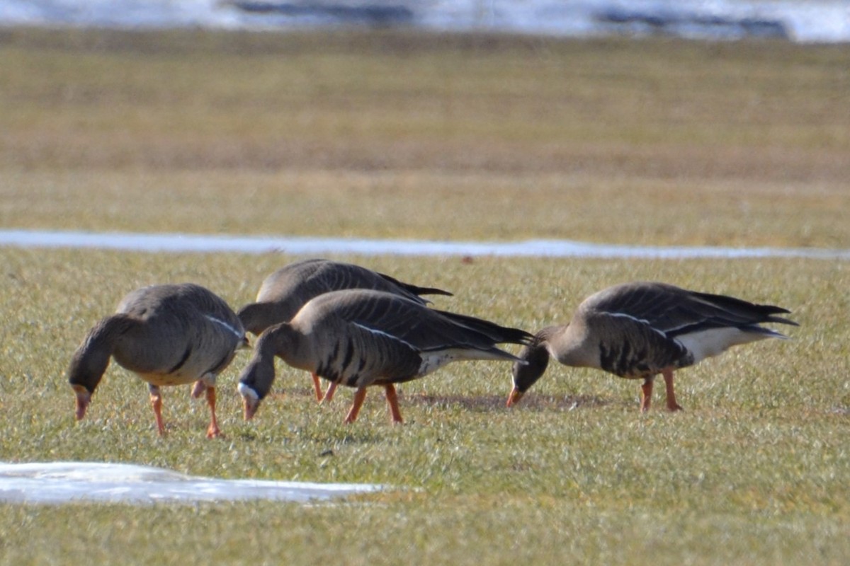 Greater White-fronted Goose - ML616301084
