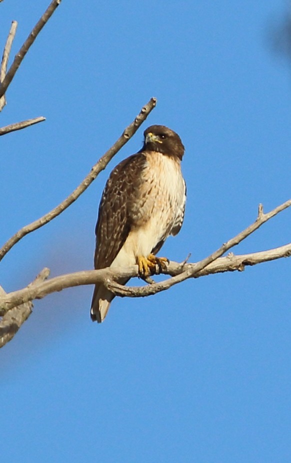 Red-tailed Hawk - Sneed Collard