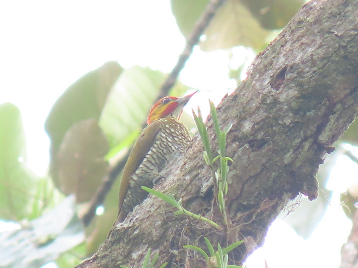 White-throated Woodpecker - ML616301235