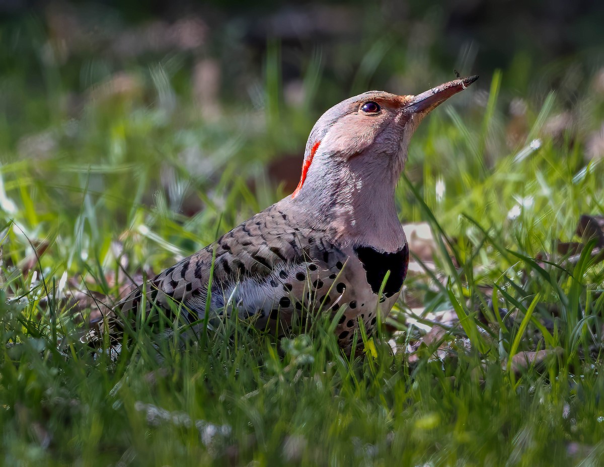Northern Flicker (Yellow-shafted) - ML616301241