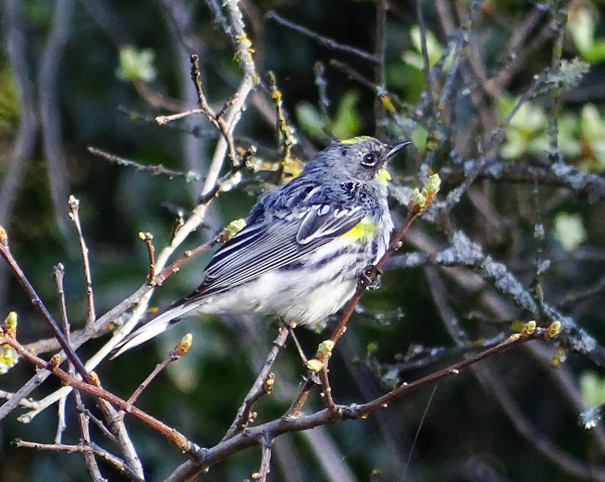 Yellow-rumped Warbler (Audubon's) - Diane Rose