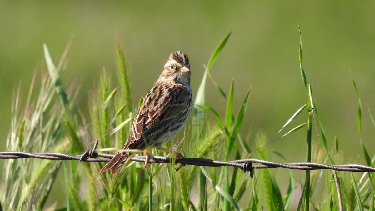 Savannah Sparrow - ML616301375