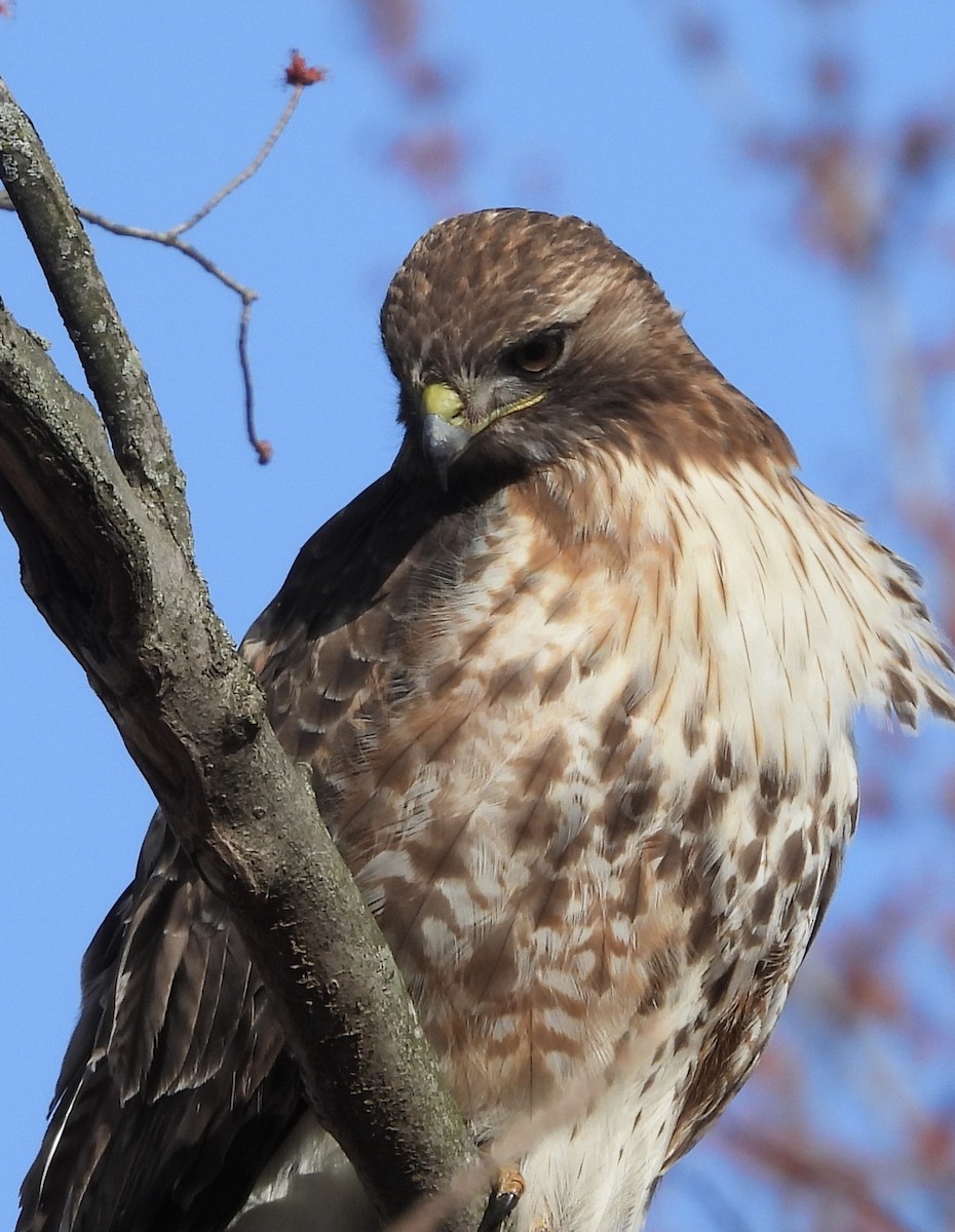 Red-tailed Hawk (abieticola) - ML616301389